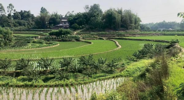 重慶市受污染耕地安全利用示范（九龍坡區）項目